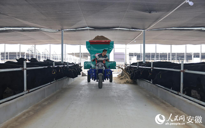 畜牧渔业饲料销售与科学饲养的重要性