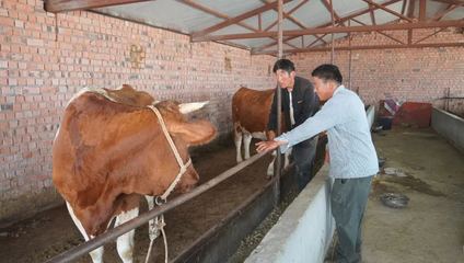 哈巴河 振兴乡村'牛'经济 奶牛养出好'钱'景