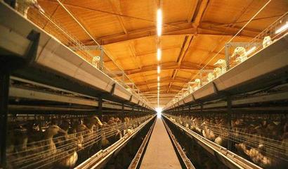 华英农业荣获首批国家级农业高质量发展标准化示范基地称号，畜牧渔业饲料销售迈向新篇章