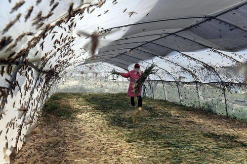 山东乐陵 蚂蚱养殖助脱贫，畜牧渔业饲料销售创新篇